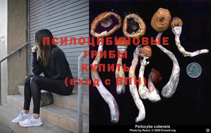 Галлюциногенные грибы Psilocybe  Комсомольск-на-Амуре 